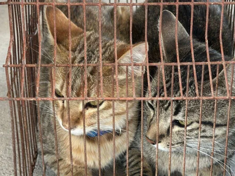 Sancionan a un hombre en Puebla por tener 15 gatos en condiciones insalubres  