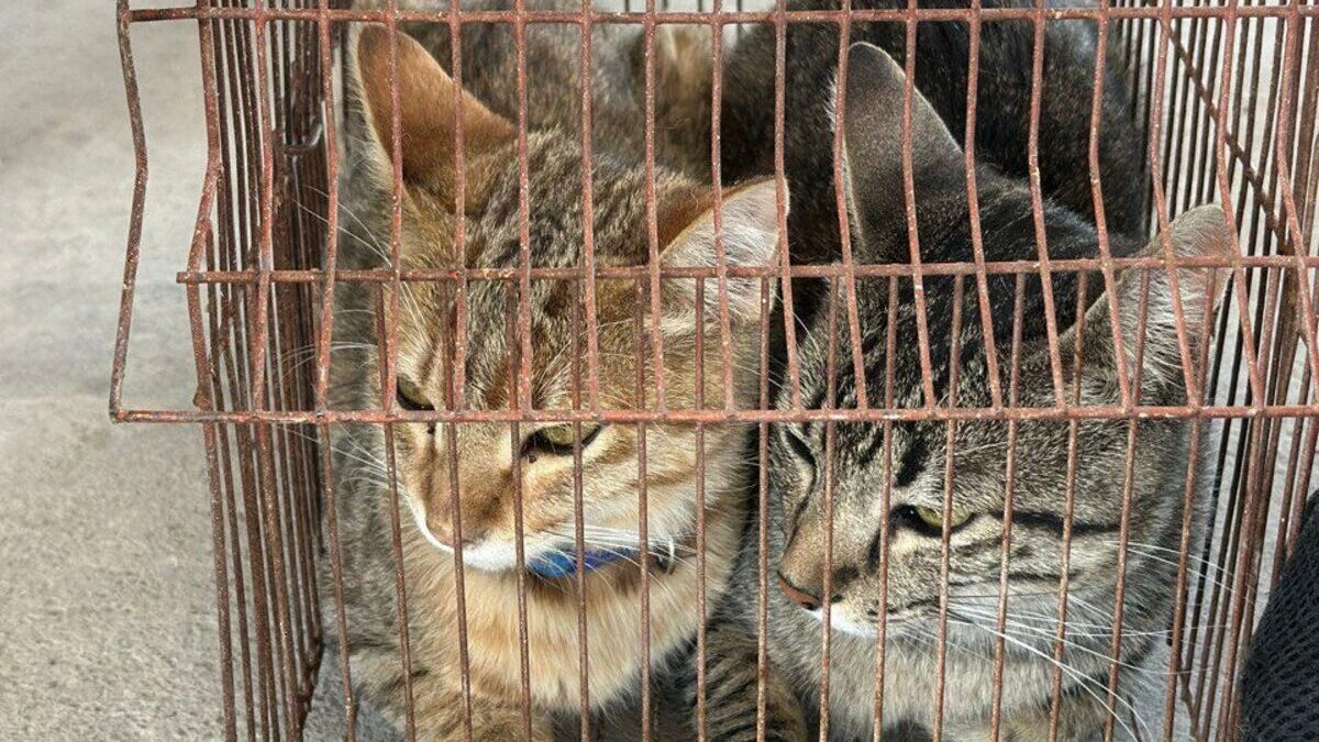 Sancionan a un hombre en Puebla por tener 15 gatos en condiciones insalubres  