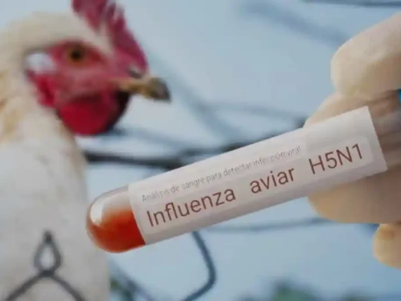 Confirman el primer caso humano de influenza aviar en México.