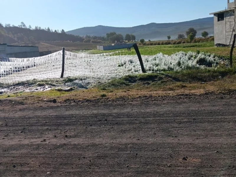 Heladas de los últimos días afectaron cultivos de 32 municipios, principalmente en Chignahuapan