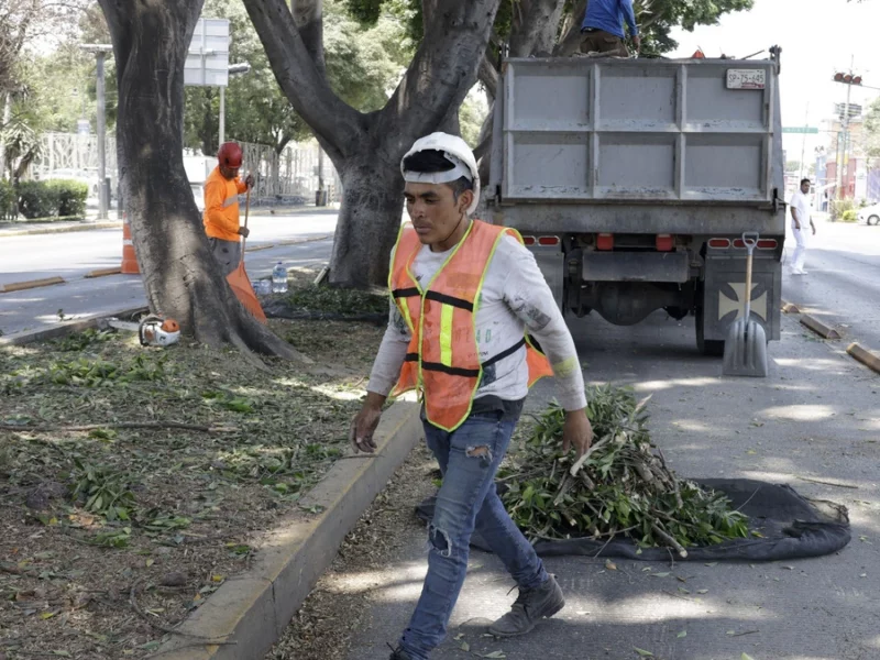 Lanzan licitación para la poda y derribo de árboles en Puebla  