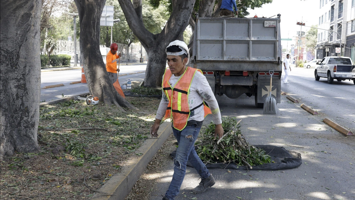 Lanzan licitación para la poda y derribo de árboles en Puebla  