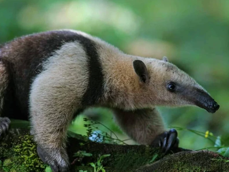 ¡Otro caso de maltrato animal! Matan a un oso hormiguero en Cuetzalan  