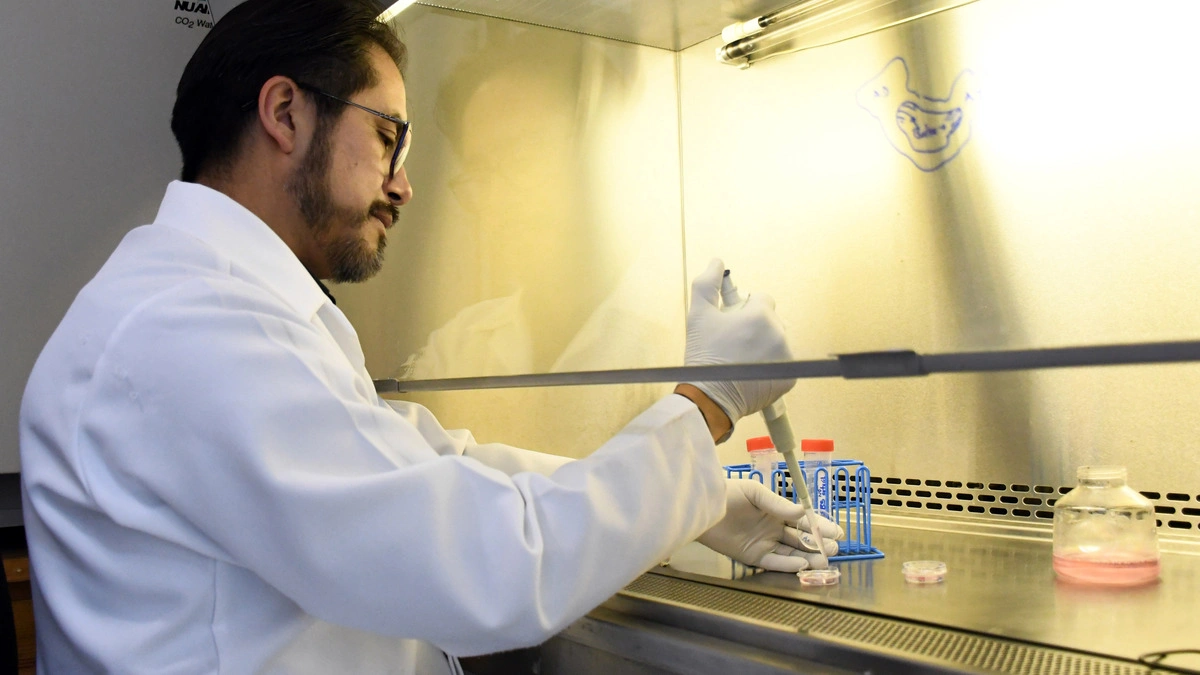 El Instituto de Fisiología estudia la relación estructura-función en las células cardiacas