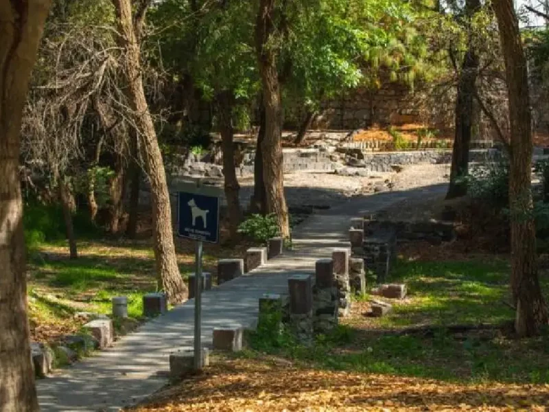 Convenciones y Parques realiza gestión integral del arbolado en Parque Metropolitano y Paseo del Río