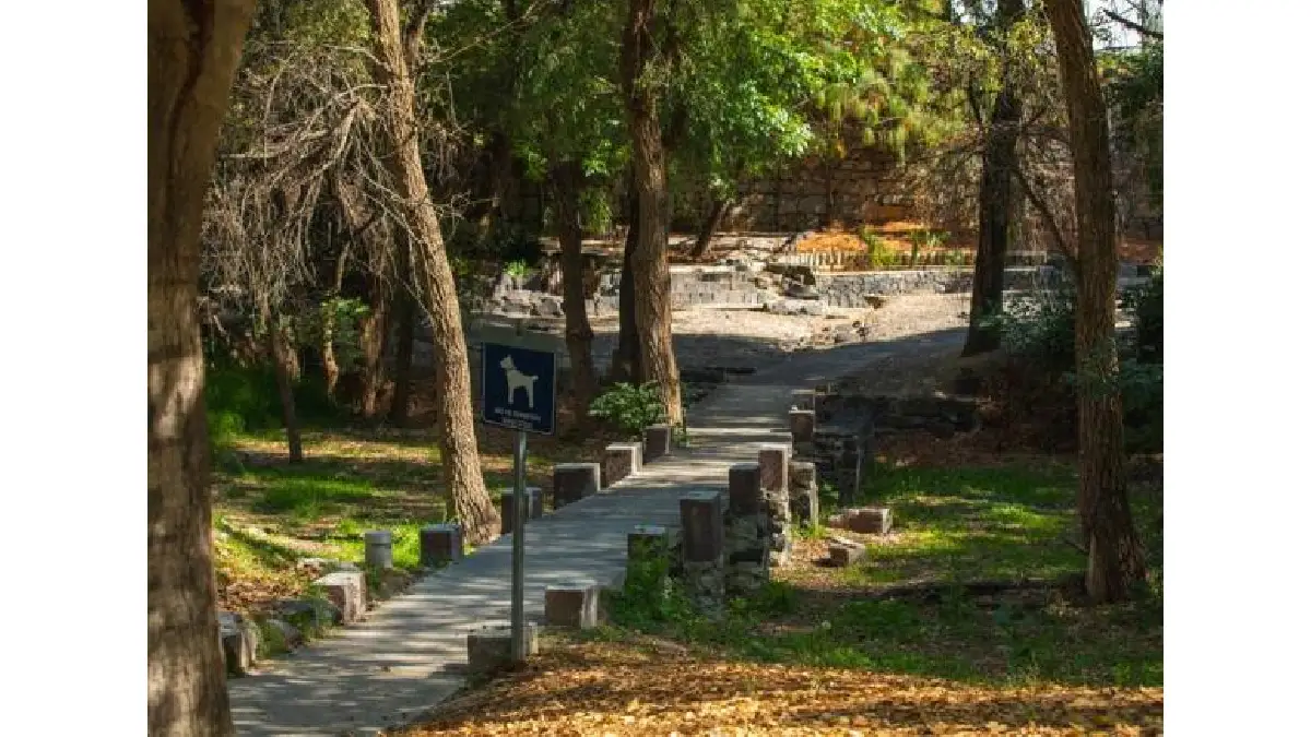 Convenciones y Parques realiza gestión integral del arbolado en Parque Metropolitano y Paseo del Río