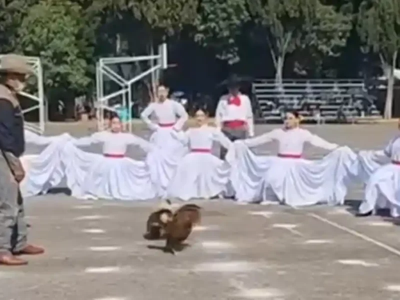 Tunden al Cenhch por hacer pelea de gallos en festival del Día de las Madres.