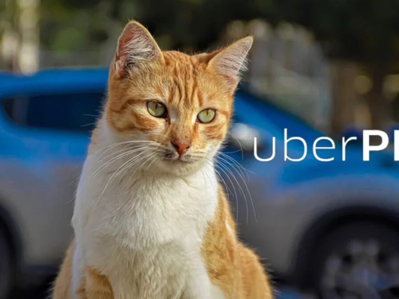 Ya está disponible Uber Pet en Puebla; lleva tu mascota a donde quieras  