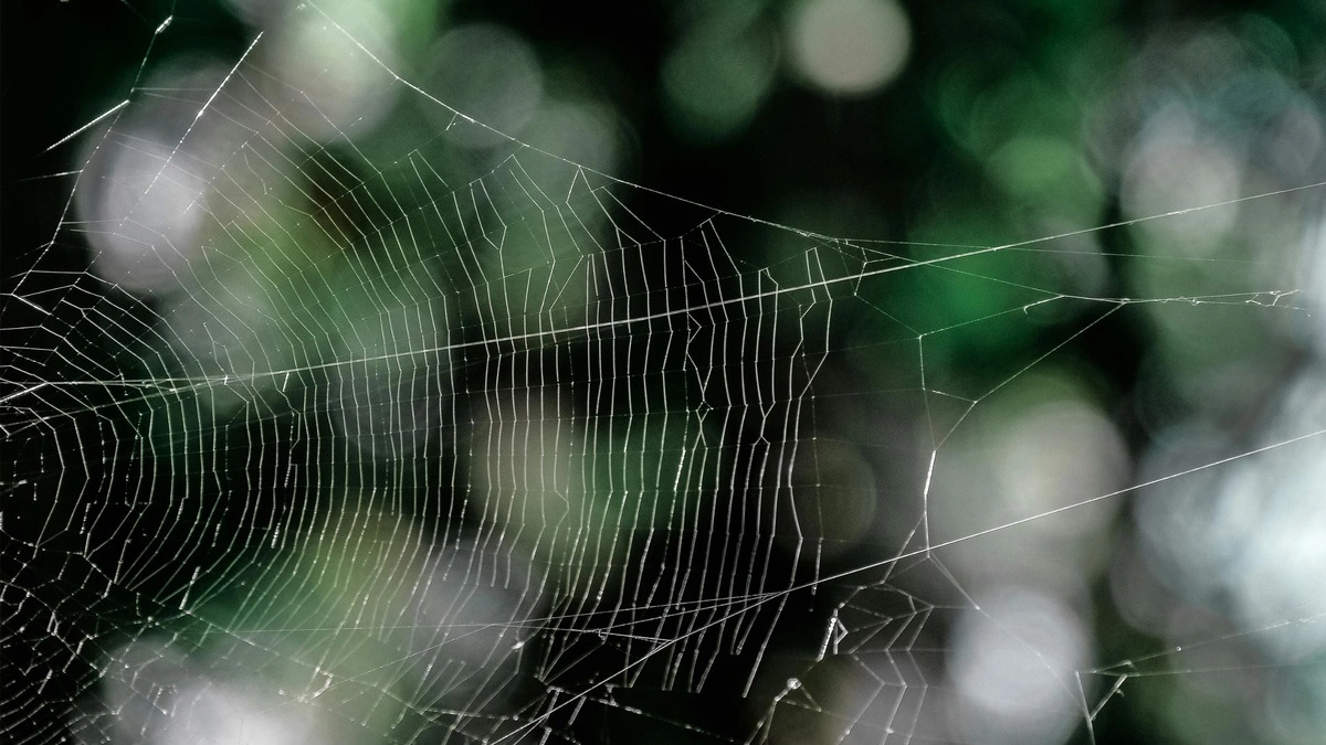 ¿Qué municipios de Puebla registran mordeduras de araña violinista?