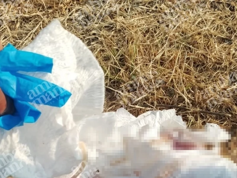 Localizan feto humano en San Pablo del Monte, en los límites de Tlaxcala y Puebla 