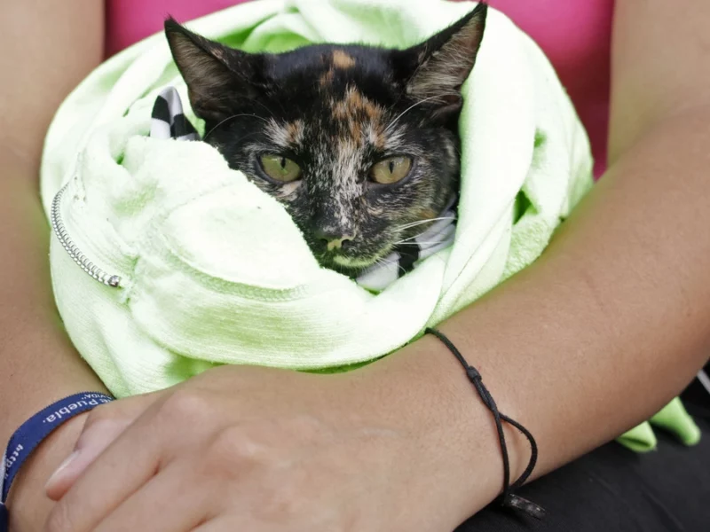 Exigen justicia para gatita víctima de crueldad en Xicotepec     