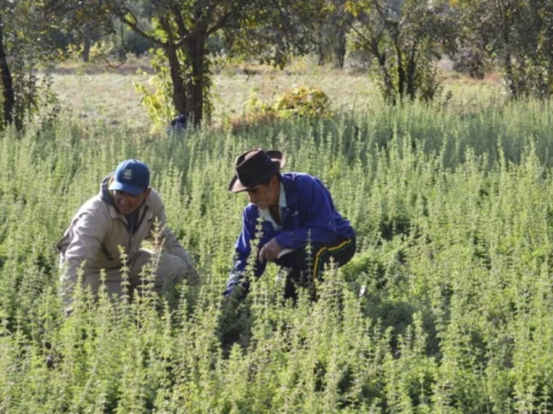 Semarnat niega proyecto para producción de orégano en Tehuacán