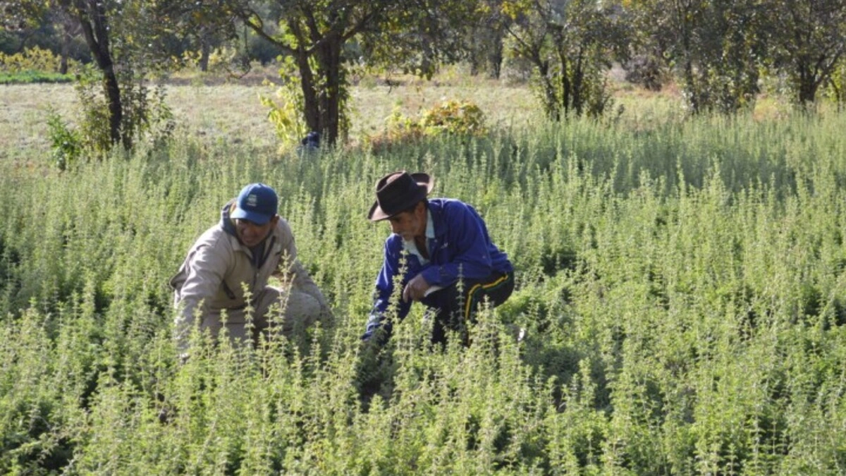 Semarnat niega proyecto para producción de orégano en Tehuacán