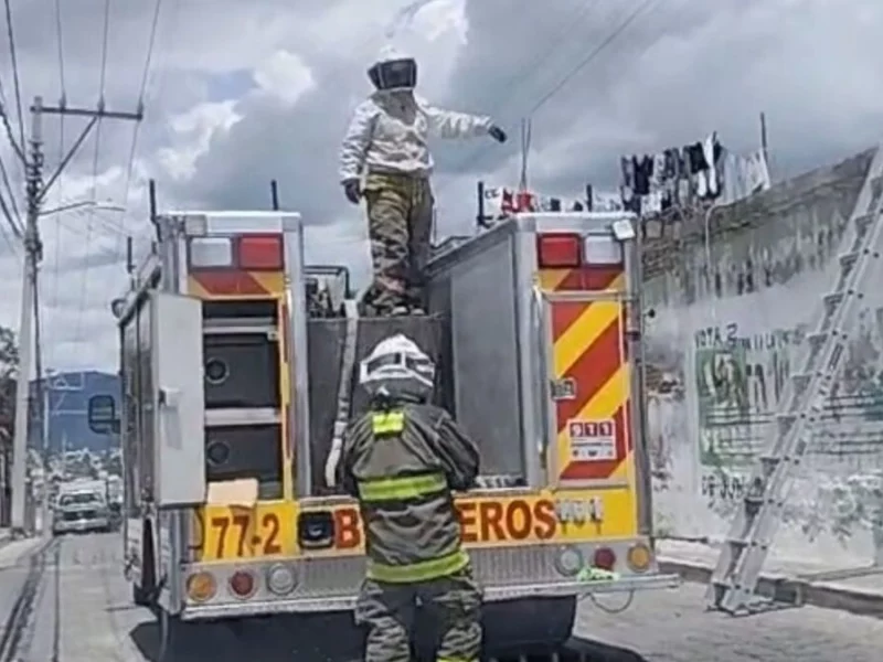 Abejas atacan a más de 20 personas en Atlixco