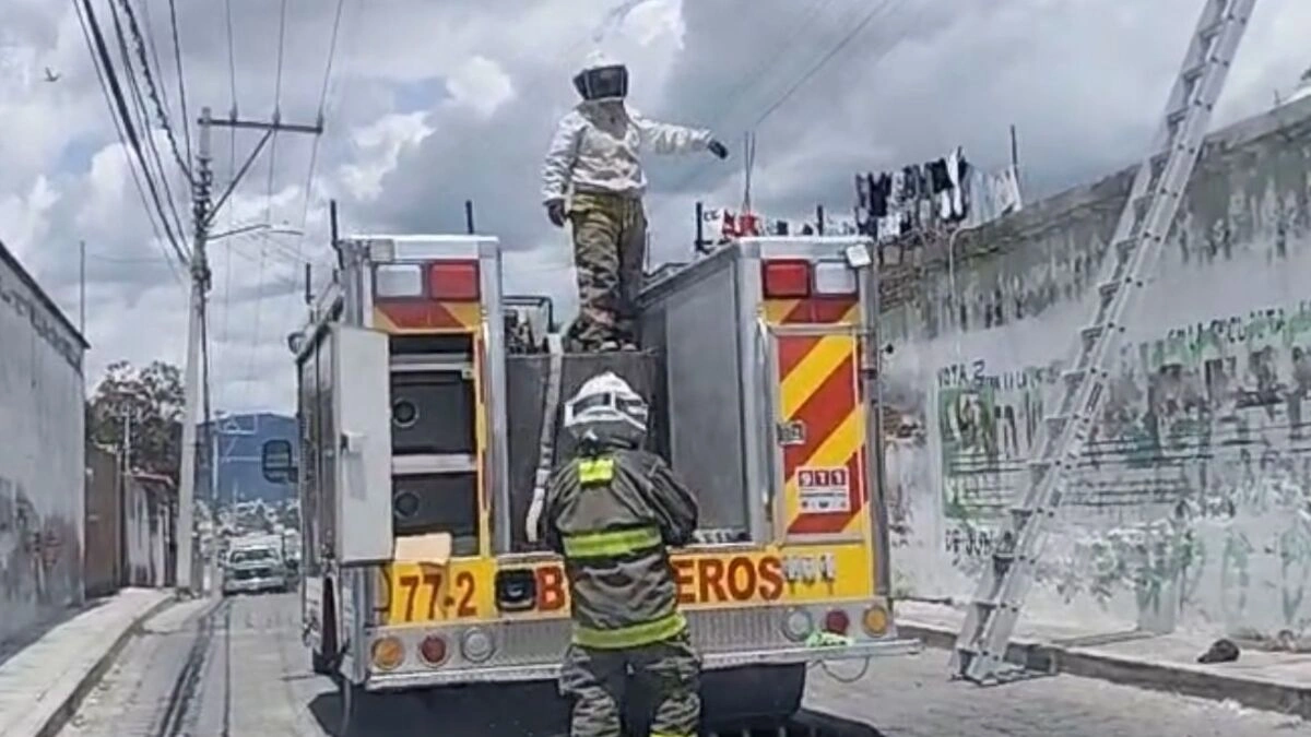 Abejas atacan a más de 20 personas en Atlixco