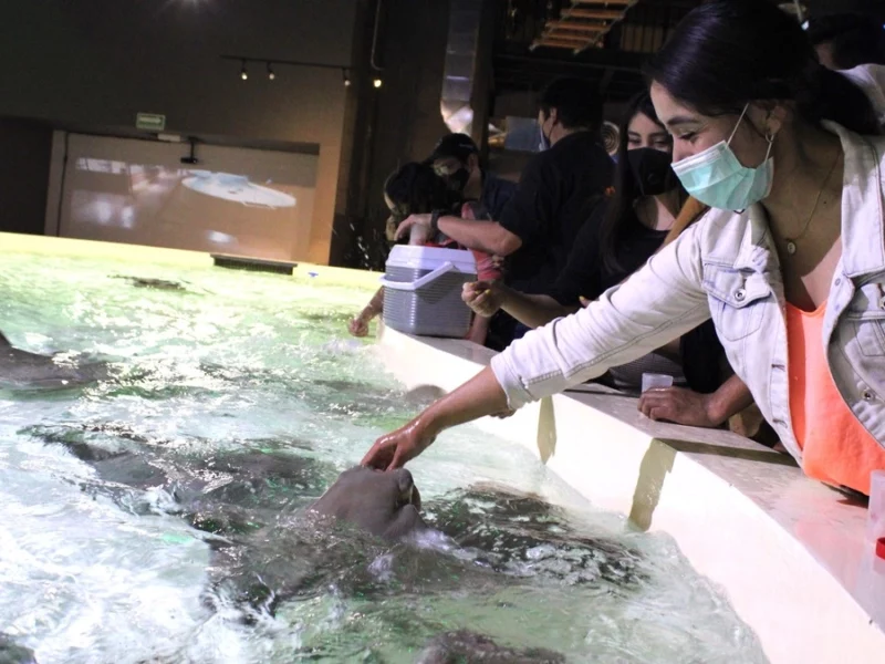 Por solo 100 pesitos puedes disfrutar del Acuario Michin de Puebla este verano