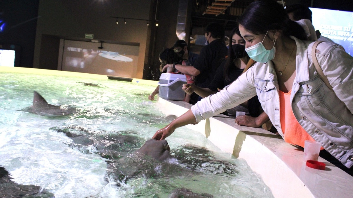 Por solo 100 pesitos puedes disfrutar del Acuario Michin de Puebla este verano