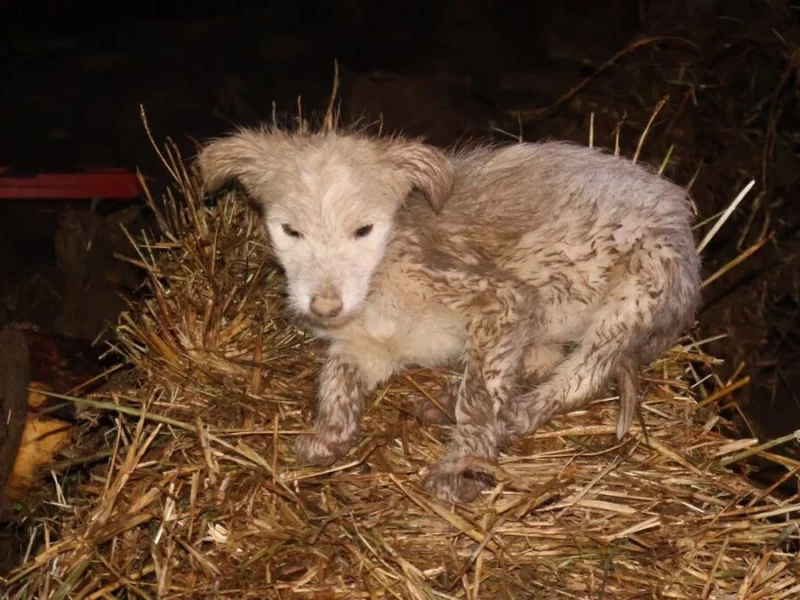 ¡Ayúdalos! Dona alimento para los animales afectados por las inundaciones en Chignahuapan  