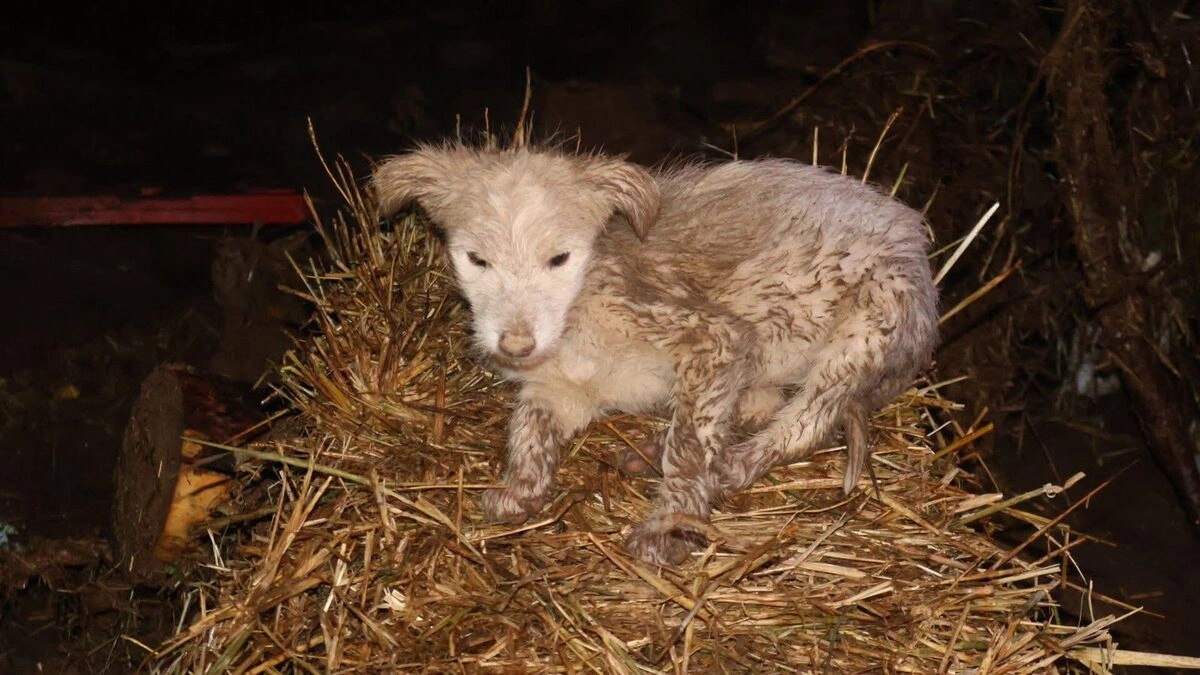 ¡Ayúdalos! Dona alimento para los animales afectados por las inundaciones en Chignahuapan  