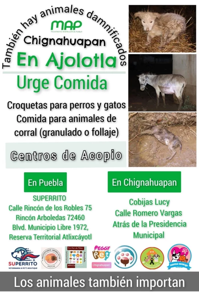 Piden ayudar con alimento para los animales afectados por las inundaciones en Chignahuapan  