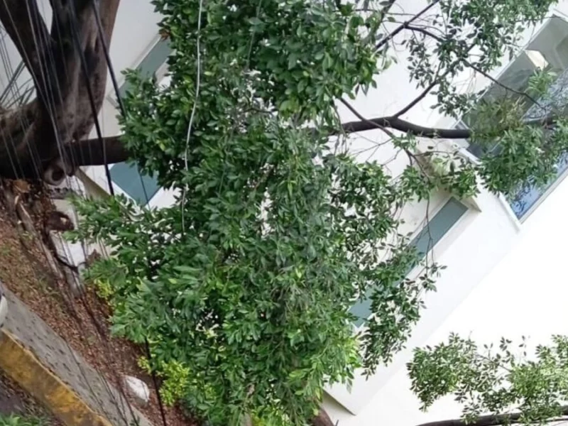 Derribarán 29 árboles del bulevar Norte identificados con riesgo potencial  