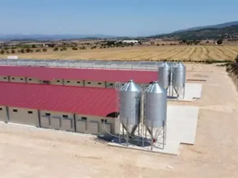 Semarnat niega a Ogmex instalación de complejos avícolas en Puebla, pero empresa insiste  