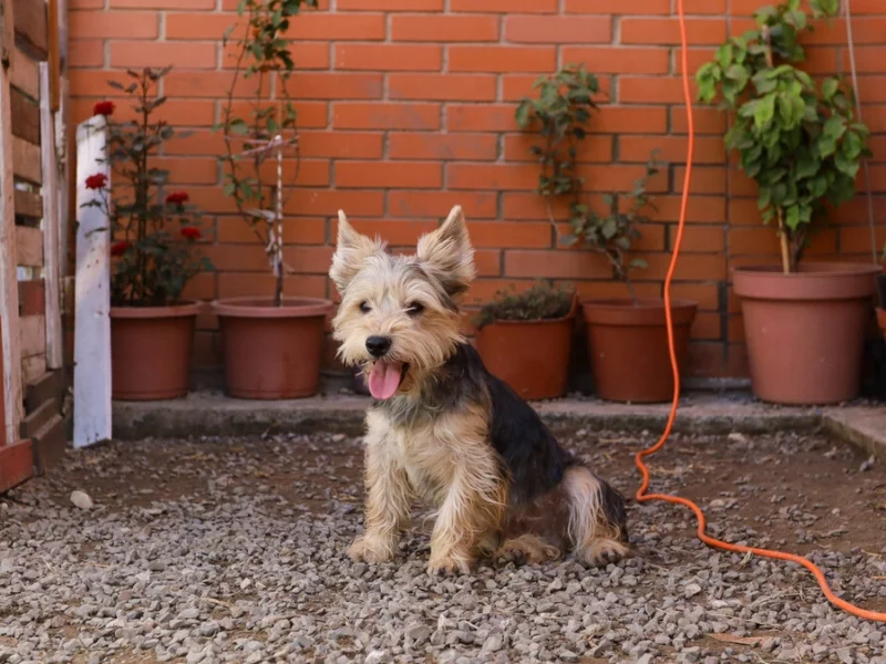 Cuida a tus mascotas esta temporada de lluvias: te decimos cómo  