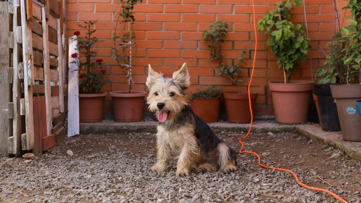 Cuida a tus mascotas esta temporada de lluvias: te decimos cómo  