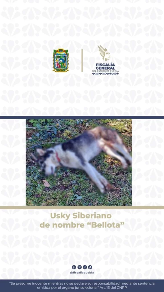 La FGE informó que vinculan a proceso a Erick N., de 46 años de edad, acusado del delito de actos de crueldad animal:; es el hombre que presuntamente macheteó a cuatro perros en Zacapoaxtla.