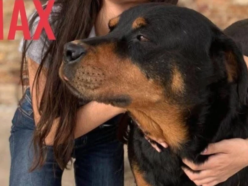Exigen justicia para Rocky y Max, los perros envenenados en Chignahuapan  