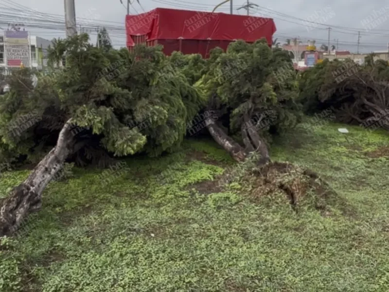 FOTOS: Tormenta en San Pedro Cholula deja árboles derribados y severas afectaciones 