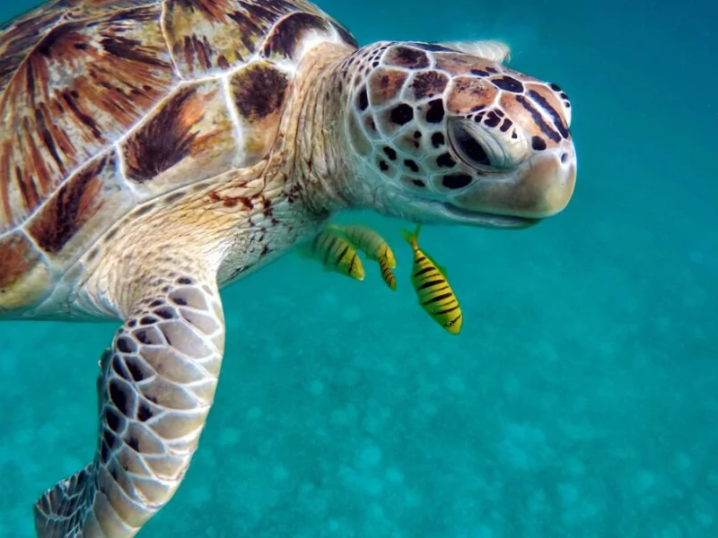 Día de la Tortuga Marina: 6 de 7 especies que existen en el mundo llegan a México  