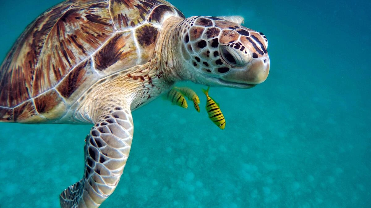 Día de la Tortuga Marina: 6 de 7 especies que existen en el mundo llegan a México  