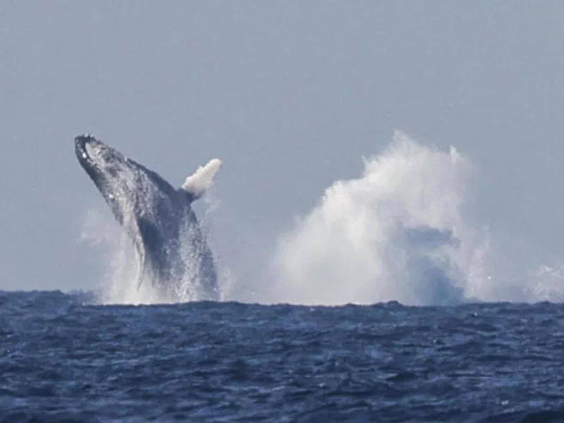En el Día Mundial de las Ballenas y los Delfines, llaman a cuidar los océanos  