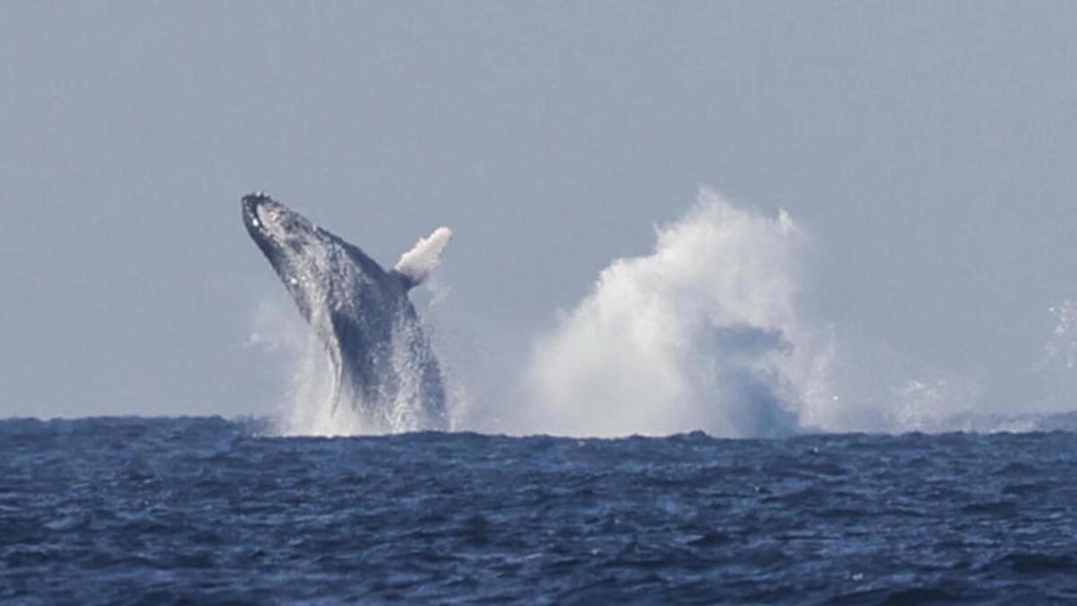 En el Día Mundial de las Ballenas y los Delfines, llaman a cuidar los océanos  