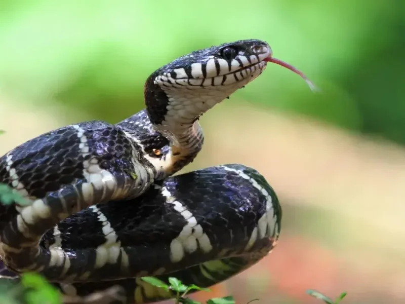 En el Día Mundial de la Serpiente, ¿por qué son importantes para los ecosistemas?  