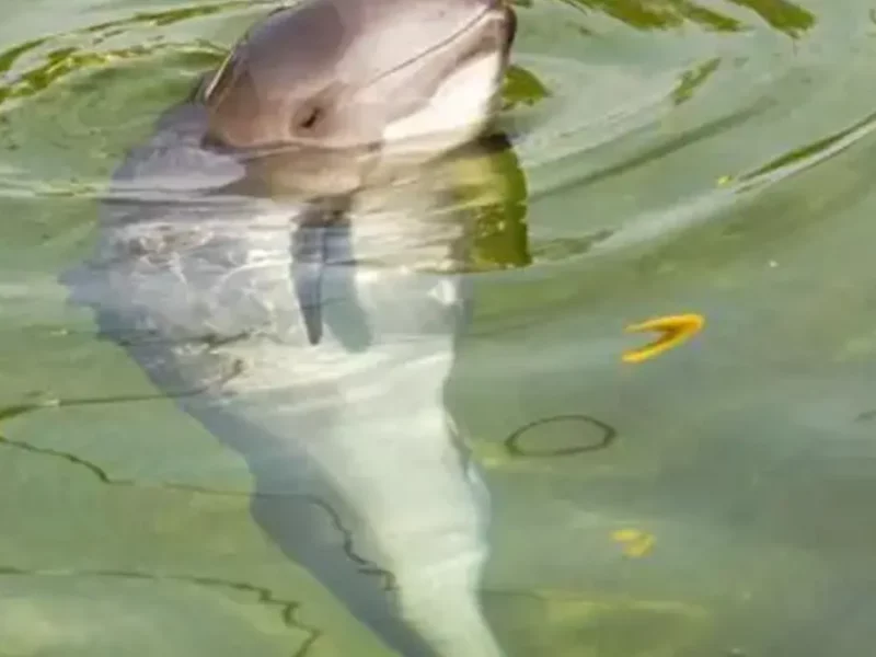 Día Mundial de la Vaquita Marina: un cetáceo que lucha por sobrevivir  