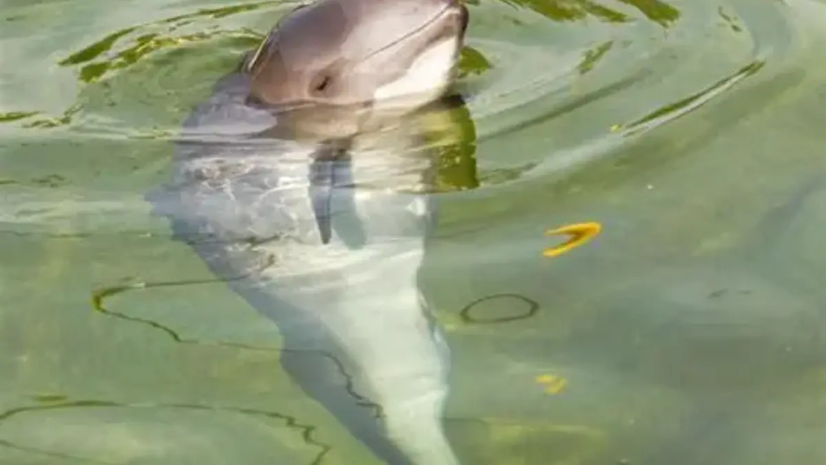 Día Mundial de la Vaquita Marina: un cetáceo que lucha por sobrevivir  