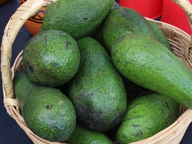 Día Internacional del Aguacate, el oro verde de México 