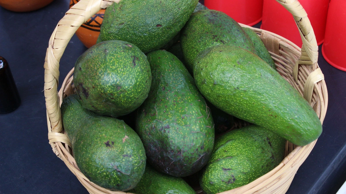 Día Internacional del Aguacate, el oro verde de México 
