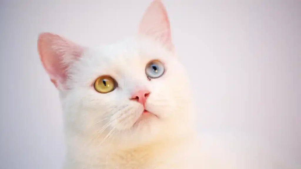Gato blanco con heterocromía completa.