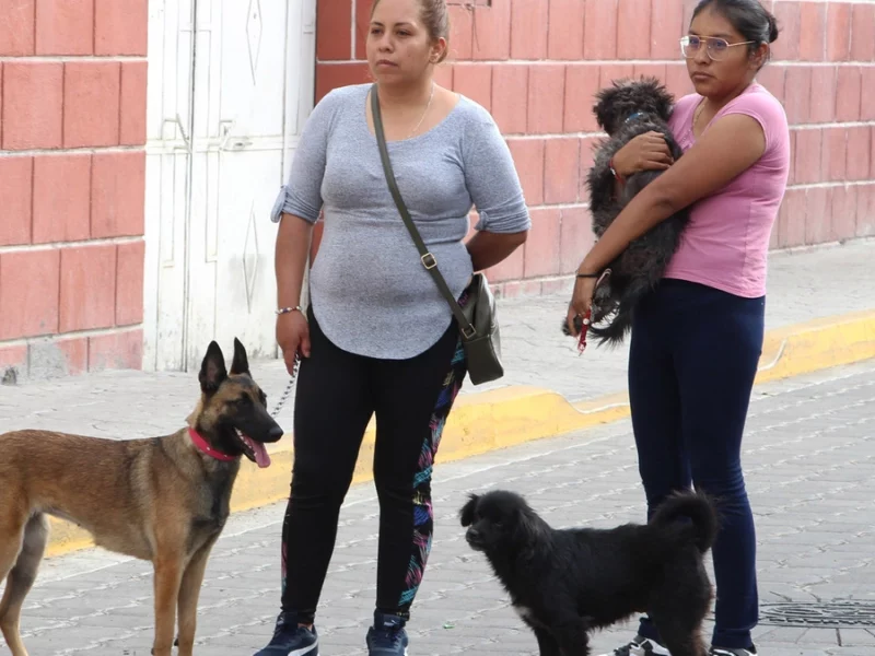 ¡Puebla es dog lover! Entre los estados con más perros como mascotas  