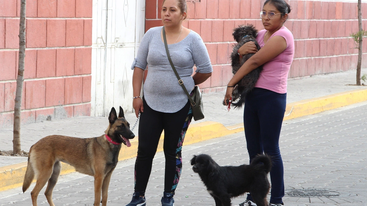 ¡Puebla es dog lover! Entre los estados con más perros como mascotas  