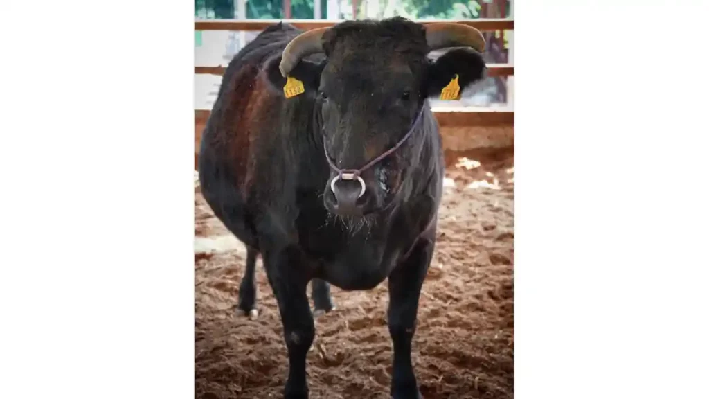 Res de la raza Wagyu Tajima-gyu.