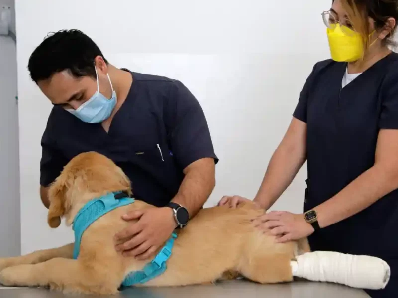 ¿Aún no sabes que estudiar? la veterinaria podría ser una buena opción.