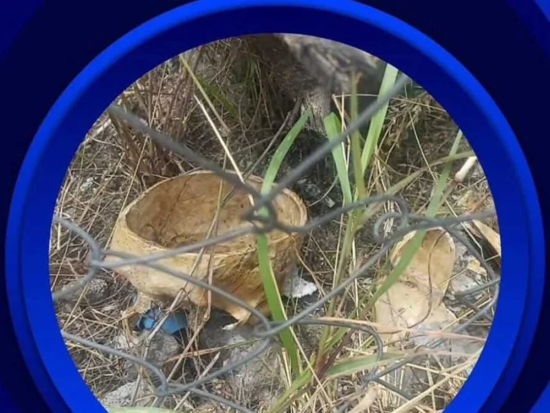 Confunden cráneo humano con figura de resina en Izúcar de Matamoros
