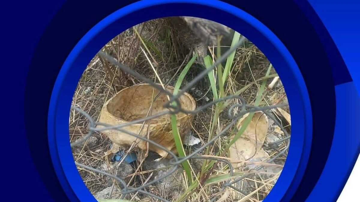 Confunden cráneo humano con figura de resina en Izúcar de Matamoros