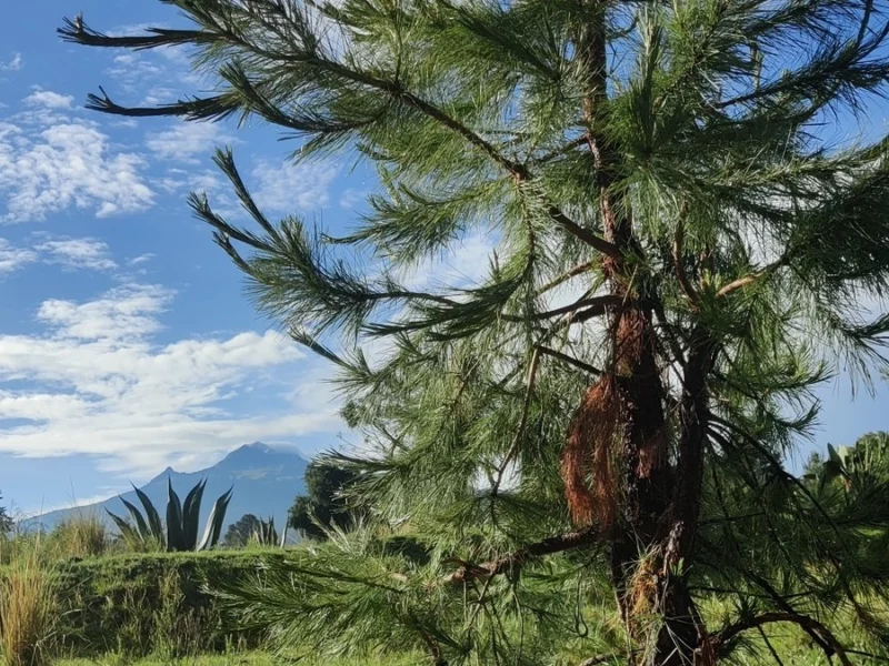 Gobierno de Puebla pide cambio de uso de suelo para el Ecoparque en La Malinche 