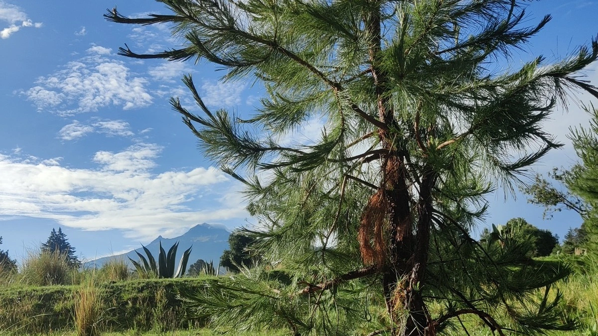 Gobierno de Puebla pide cambio de uso de suelo para el Ecoparque en La Malinche 