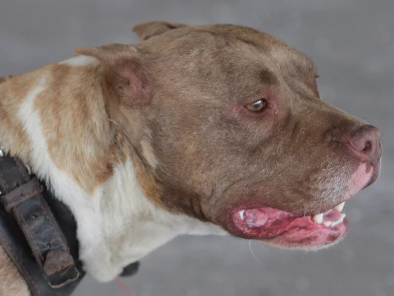 Perros pitbull atacan a un hombre en Zacatlán; la víctima se reporta grave